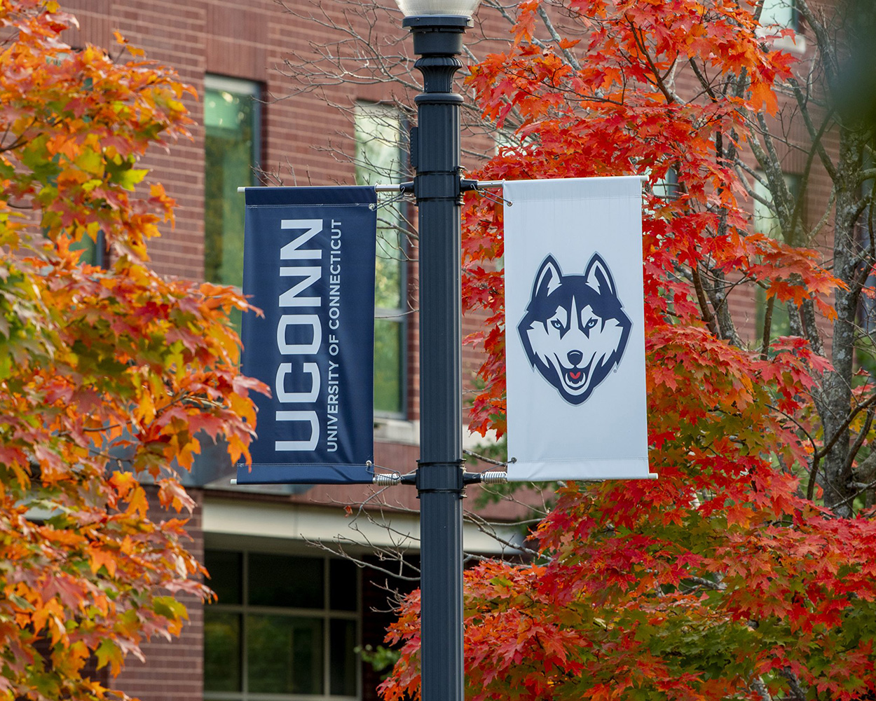 picture of uconn banner on a light post surrounded by autumn leaves